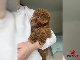 Ράτσα: Γκόλντεν Ριτρίβερ - Golden Retriever | Ηλικία: 2,5 μηνών | Φύλο: Αρσενικό | Αρ. Microchip: 75692951237 | Εκπαιδευμένο | Περιοχή: Αττική